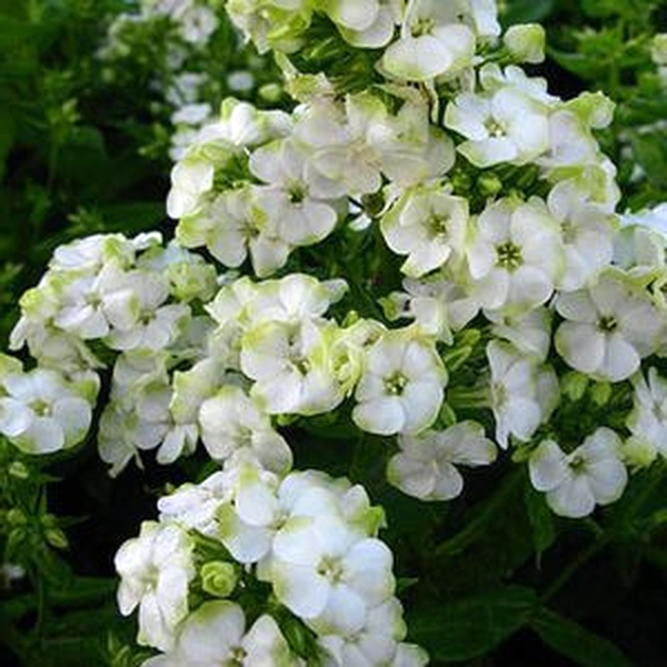 Jade