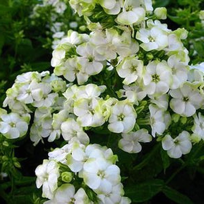 Jade