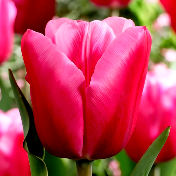 Jumbo Pink