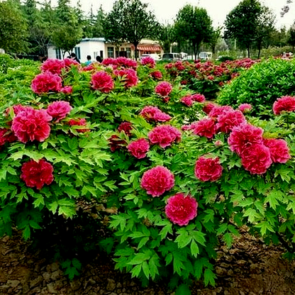 Kao Hua Wang