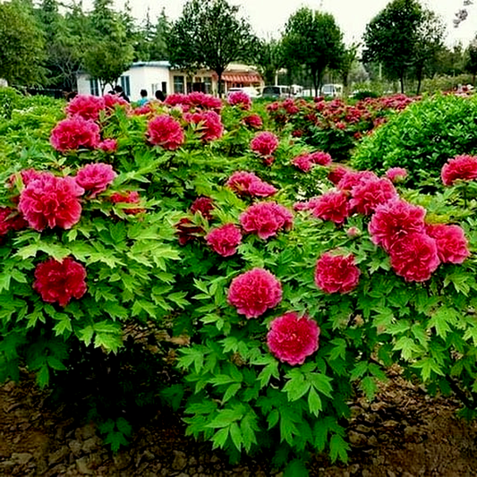 Kao Hua Wang