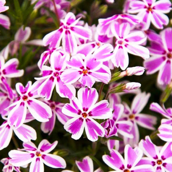 Kimono Pink-White