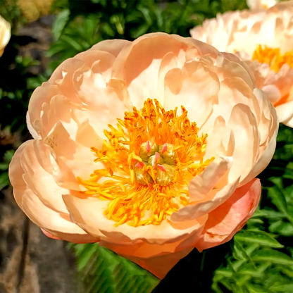 King's Day