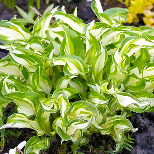 Kiwi Spearmint