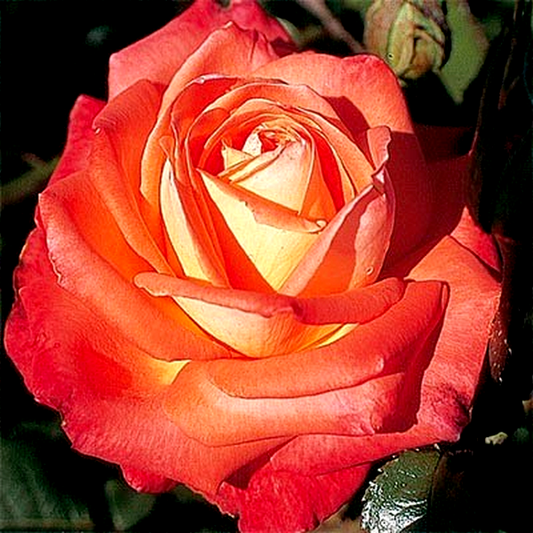 Köningin der Rosen