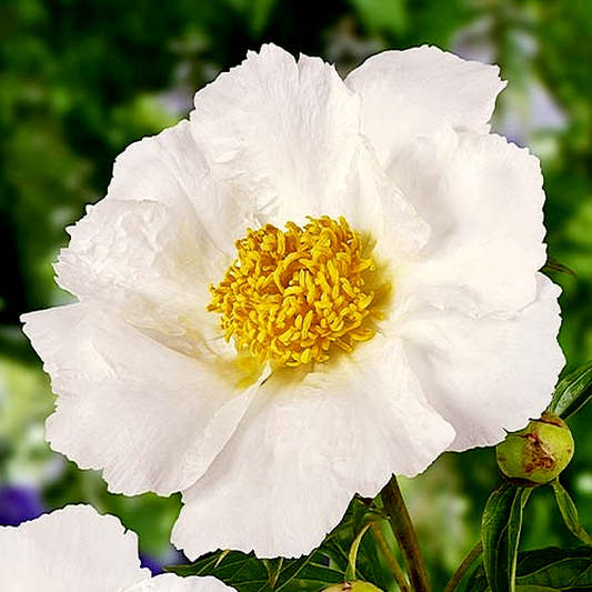 Krinkled White