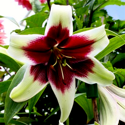 Kushi Maya