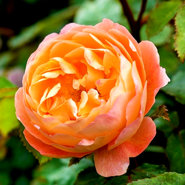 Lady Emma Hamilton