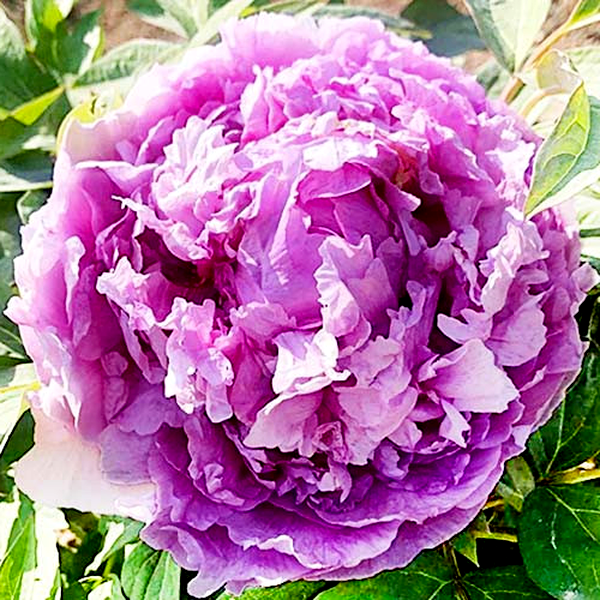 Lavender Blue