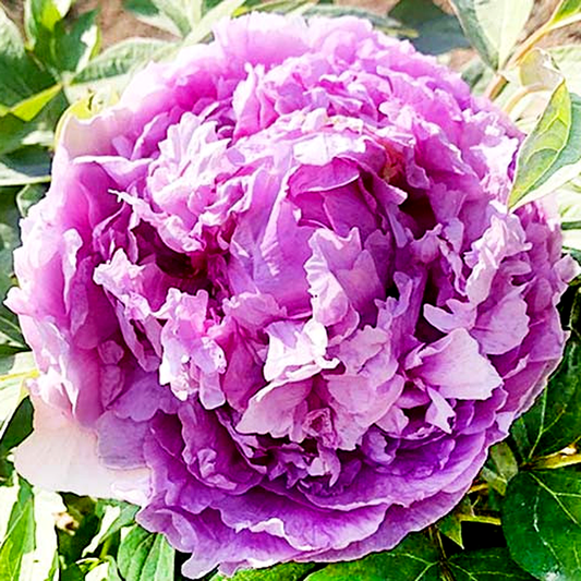 Lavender Blue