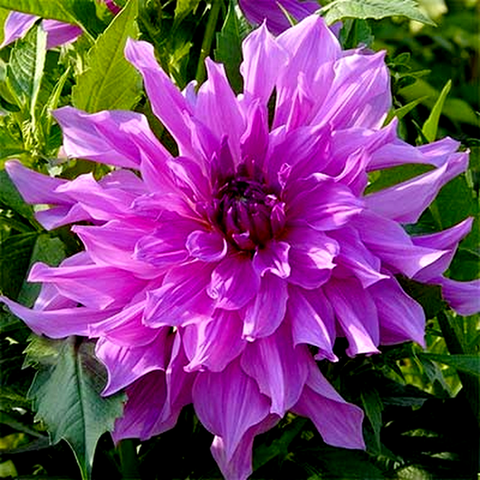 Lavender Ruffles