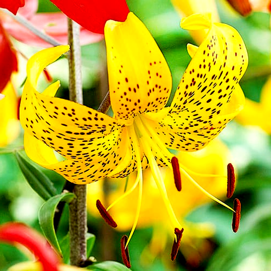 Leichtlinii
