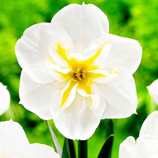 Lemon Beauty