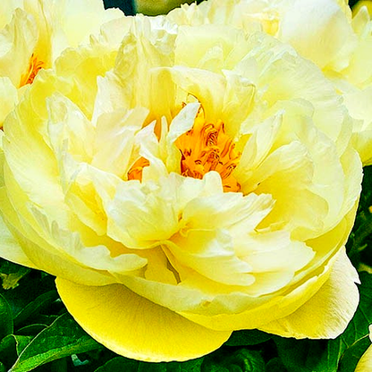Lemon Chiffon