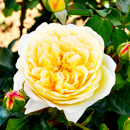 Lemon Vaza