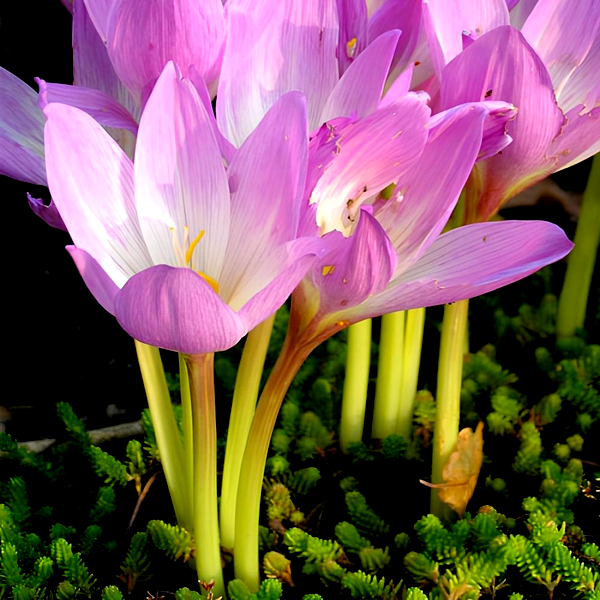 Lilac Bedder