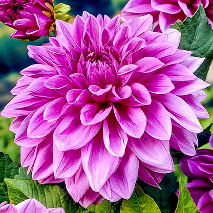 Lilac Time