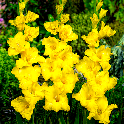 Limoncello