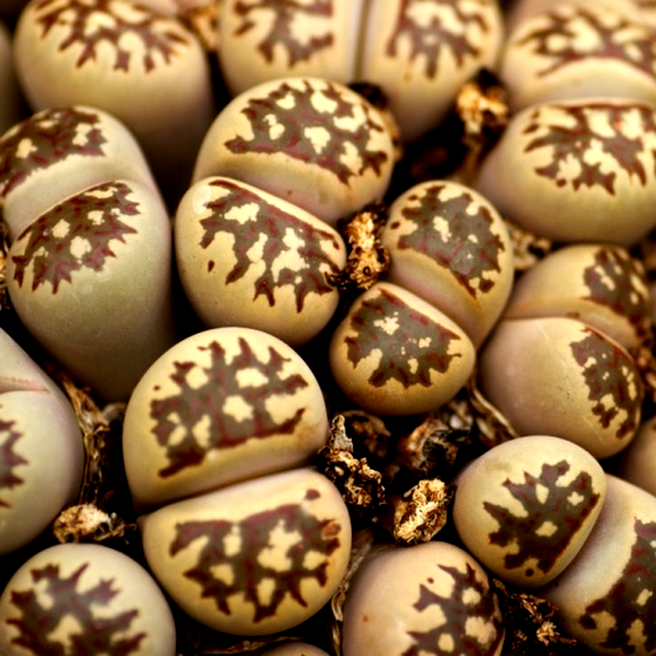 Lithops doretheae
