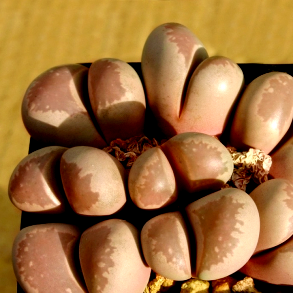 Lithops optica