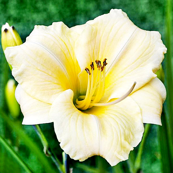 Longfields Pearl