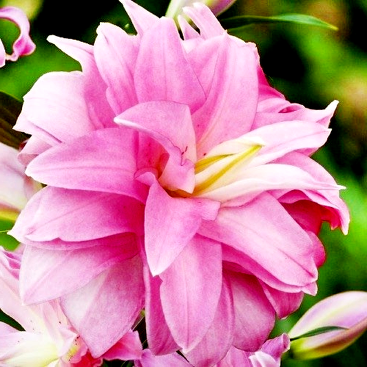Lotus Breeze