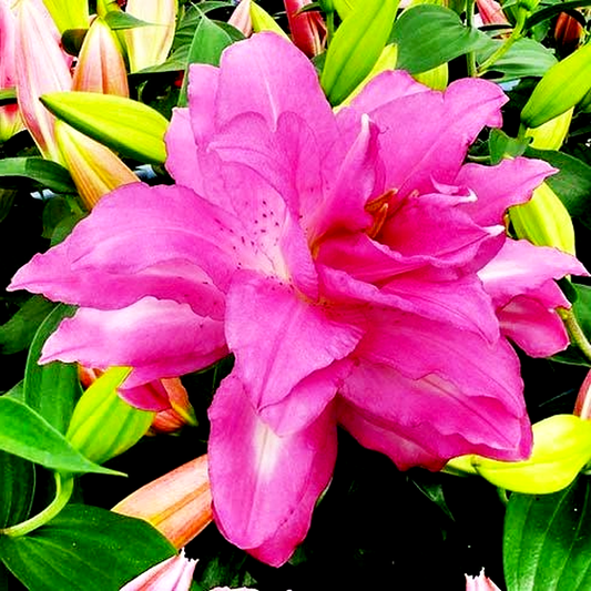 Lotus Dream