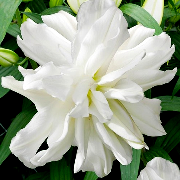 Lotus Ice