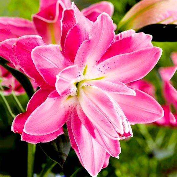 Lotus Wonder