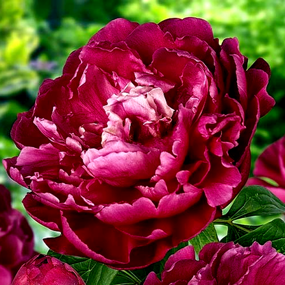 Louis Van Houtte
