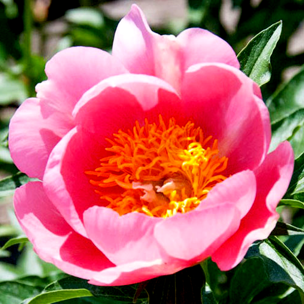 Lovely Rose