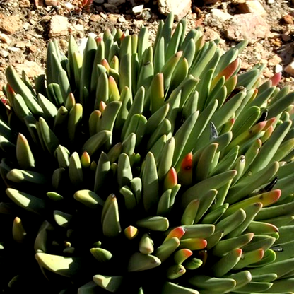Lithops karasmontana Signalberg