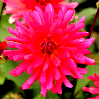 Magenta Festival
