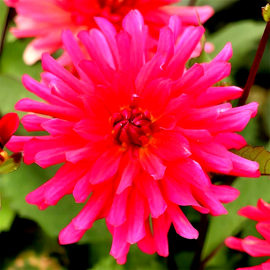 Magenta Festival