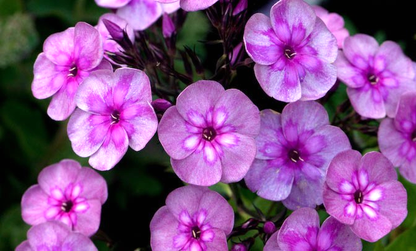 Magic Blue