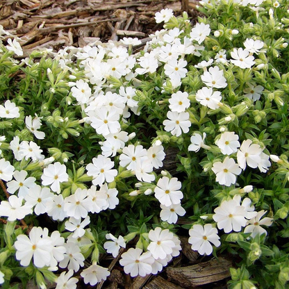 Maischnee