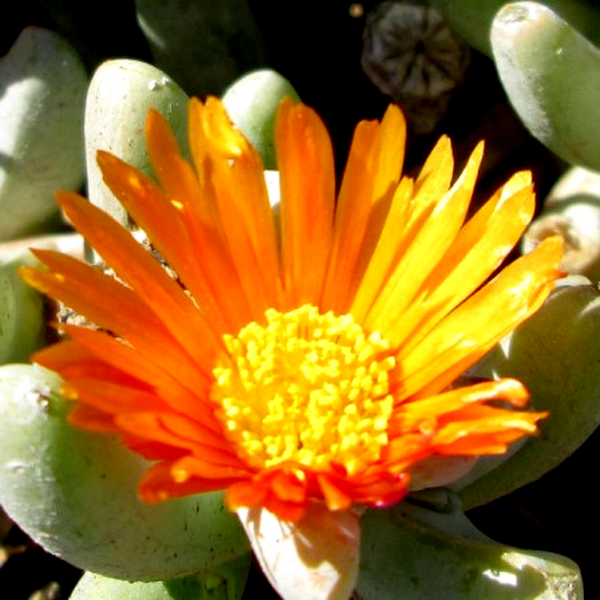 Malephora framesii