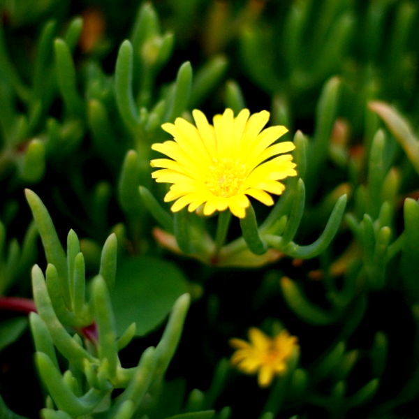 Malephora luteola