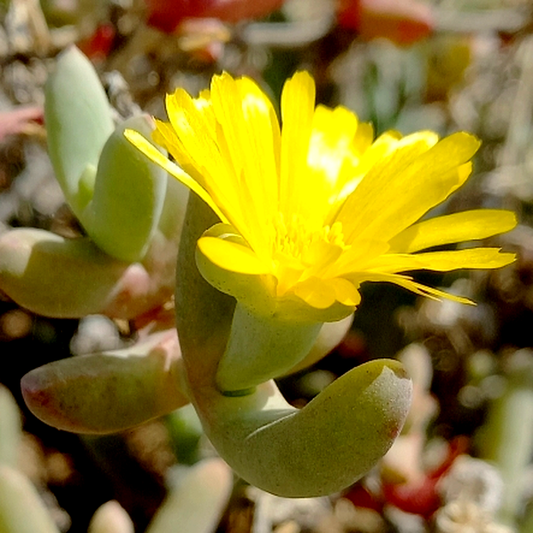 Malephora mollis