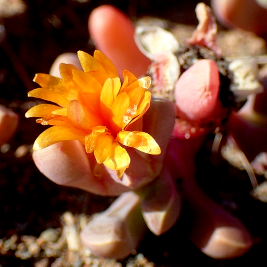 Malephora smithii