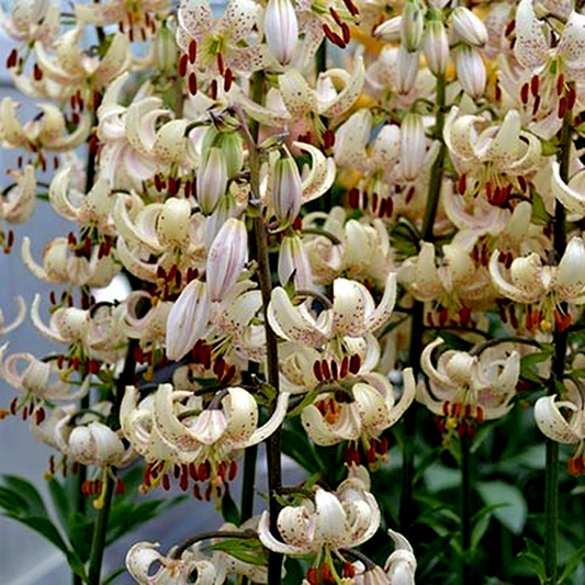 Martagon Albiflorum