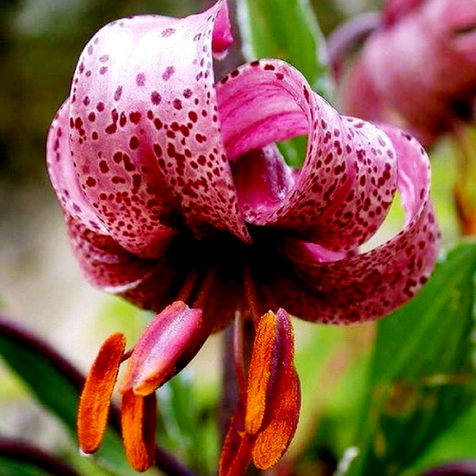 Martagon Rose