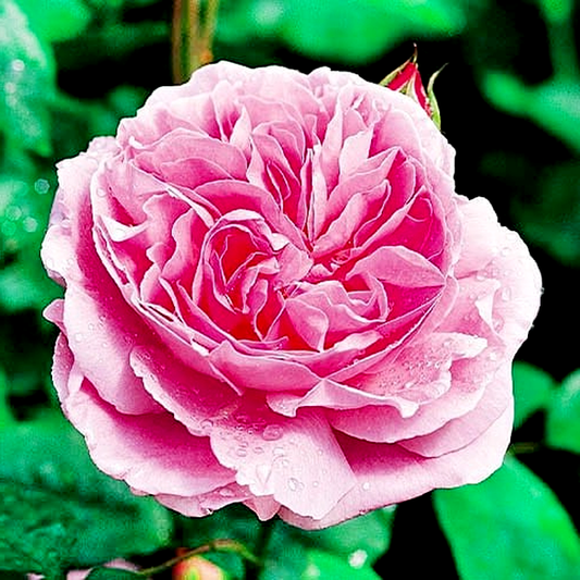 Mary Rose