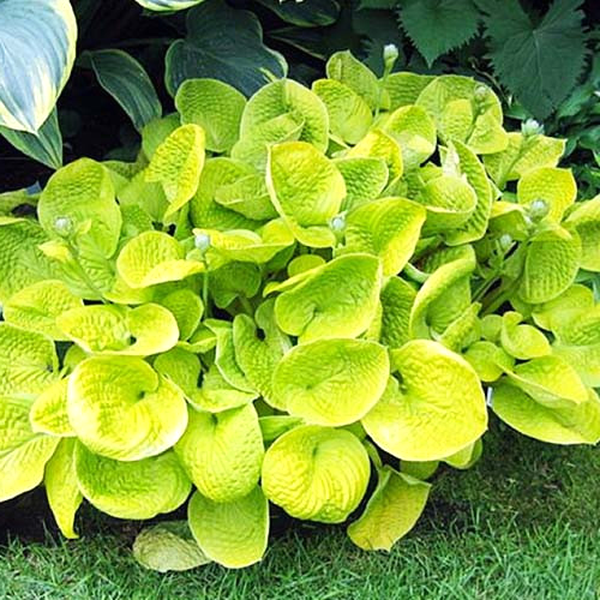 Maui Buttercups
