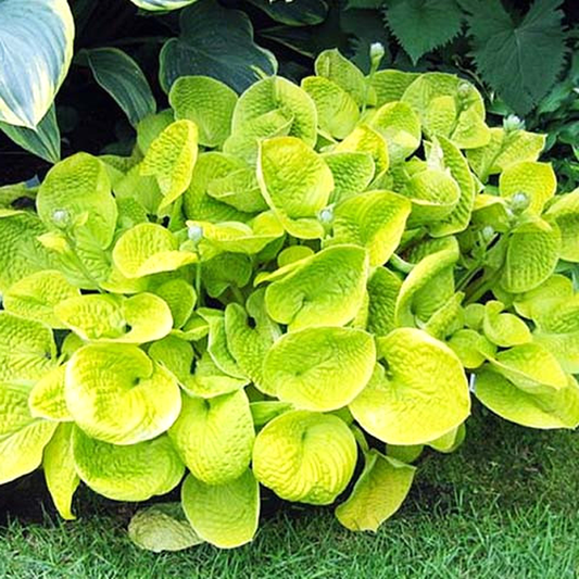Maui Buttercups