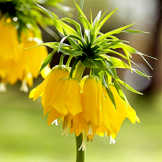Maxima Lutea