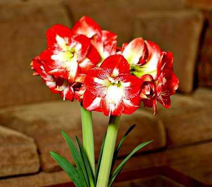 Megastar