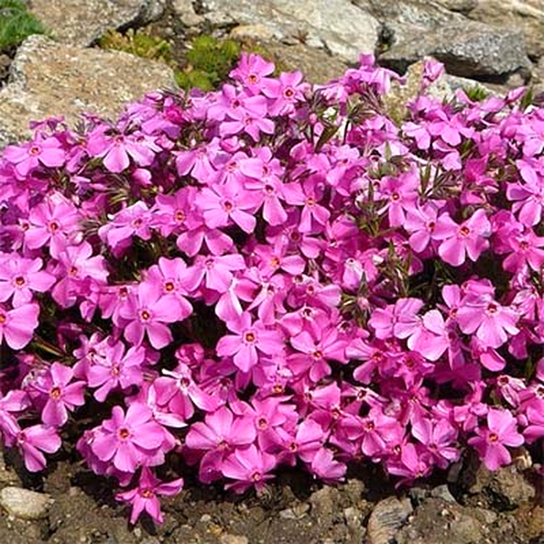 Millstream Daphne