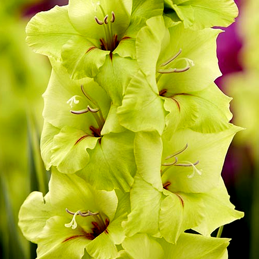 Miss Green