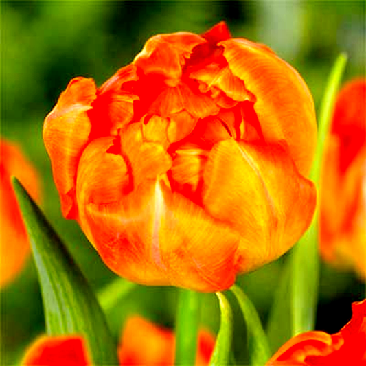 Monte Orange